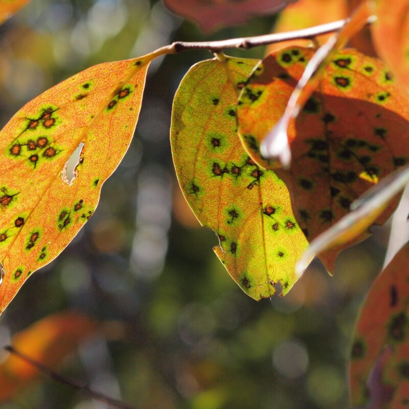 Autorización excepcional de MANIZEB 80 WP para el control de la mancha foliar del caqui - Manica Cobre