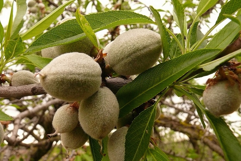 Gama de productos Manica para el almendro