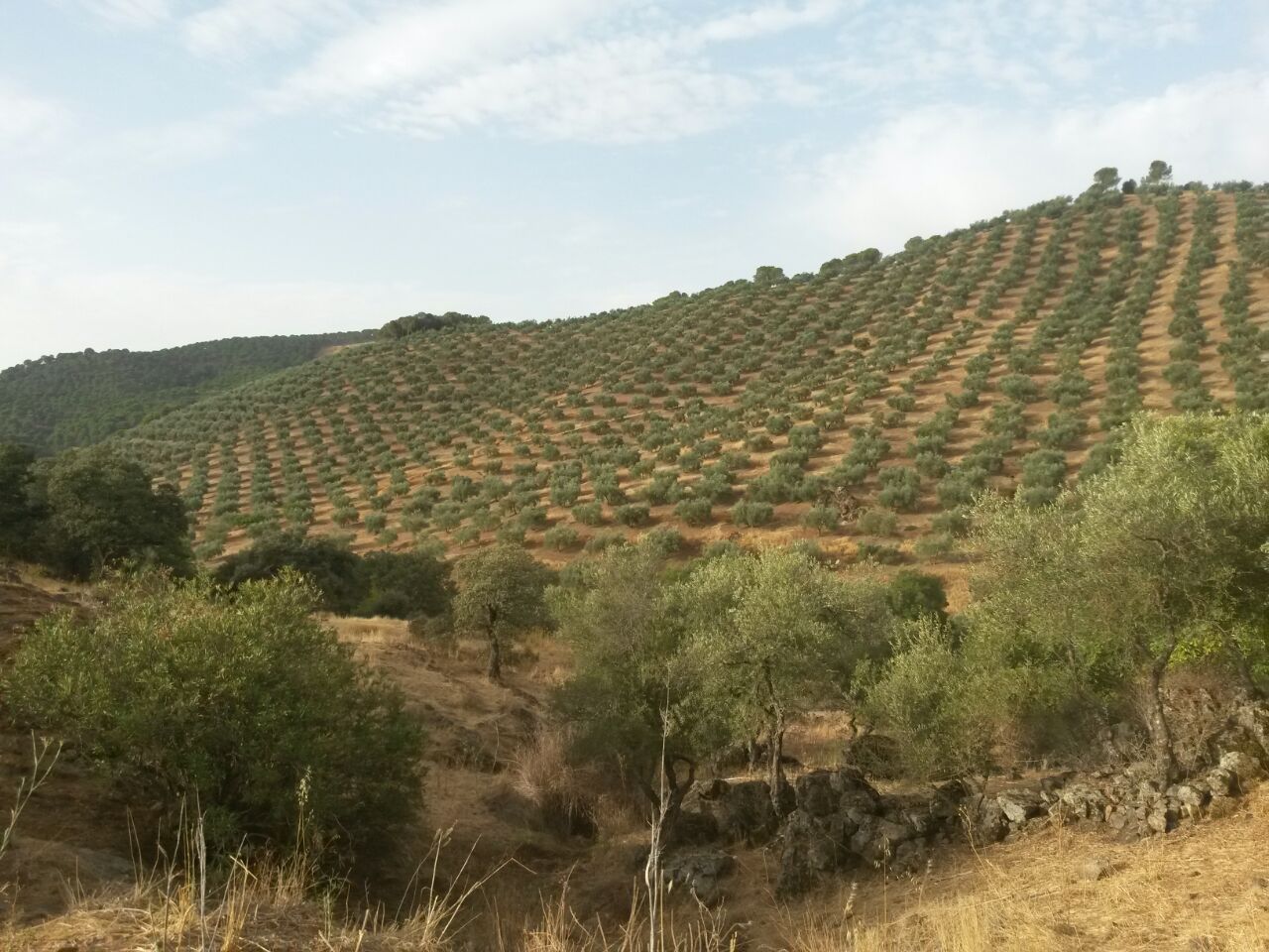 Manica comienza la campaña con sus productos cúpricos para los tratamientos de otoño en olivo
