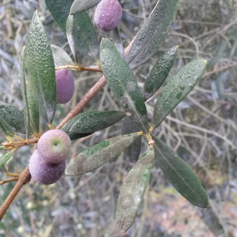 Las temperaturas templadas disparan la esporulación del repilo en aquellas zonas con presencia de rocío y humedad ambiental durante unas horas del día - Manica Cobre