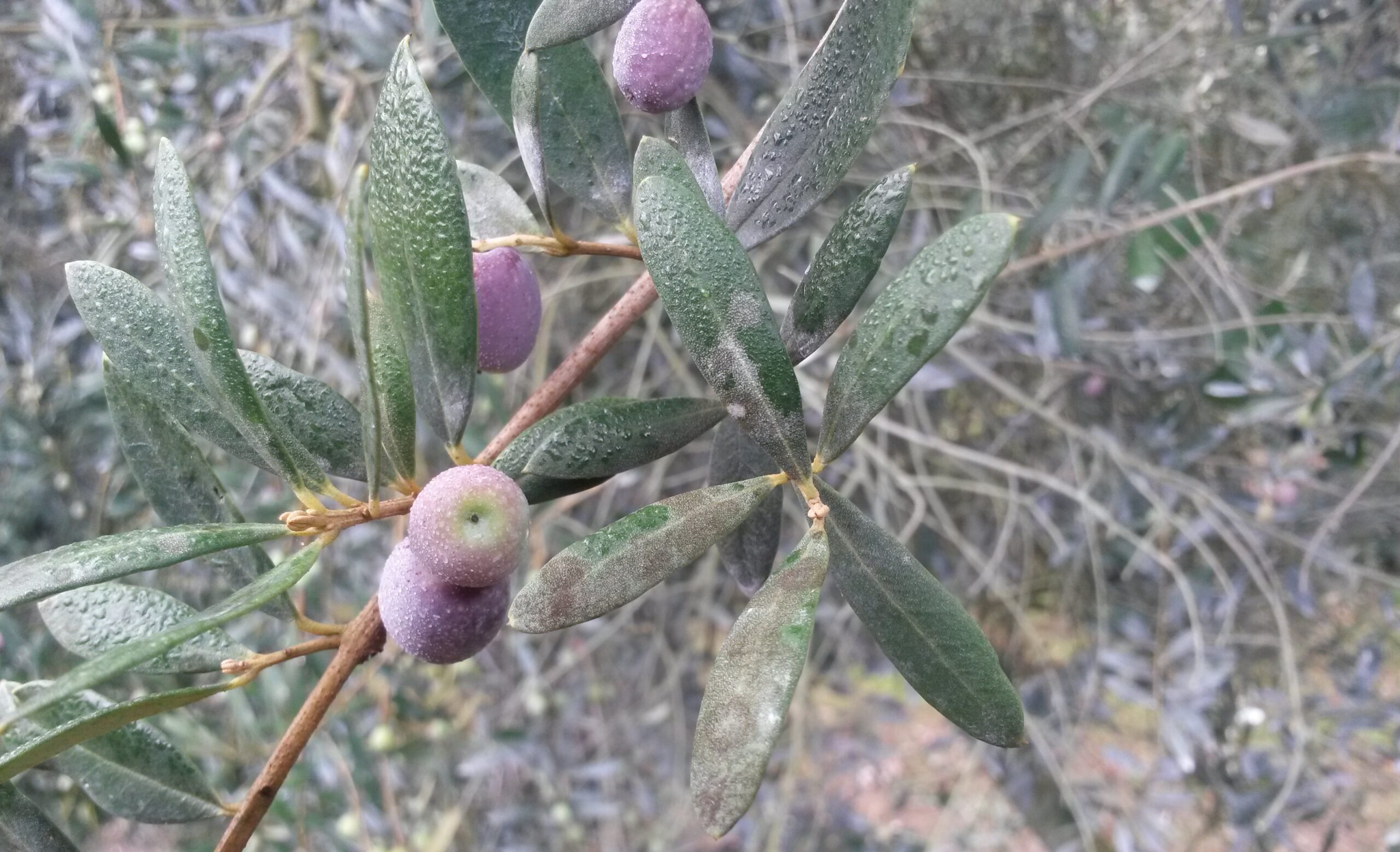 Las temperaturas templadas disparan la esporulación del repilo en aquellas zonas con presencia de rocío y humedad ambiental durante unas horas del día