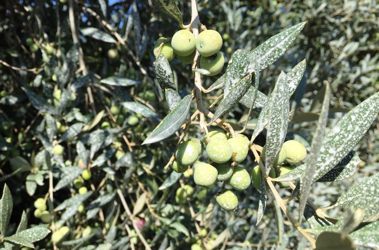 DACUSOL: eficaz herramienta en el olivo