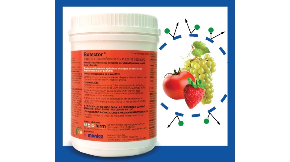 BOTECTOR: el nuevo fungicida biotecnológico para fresa, tomate y vid