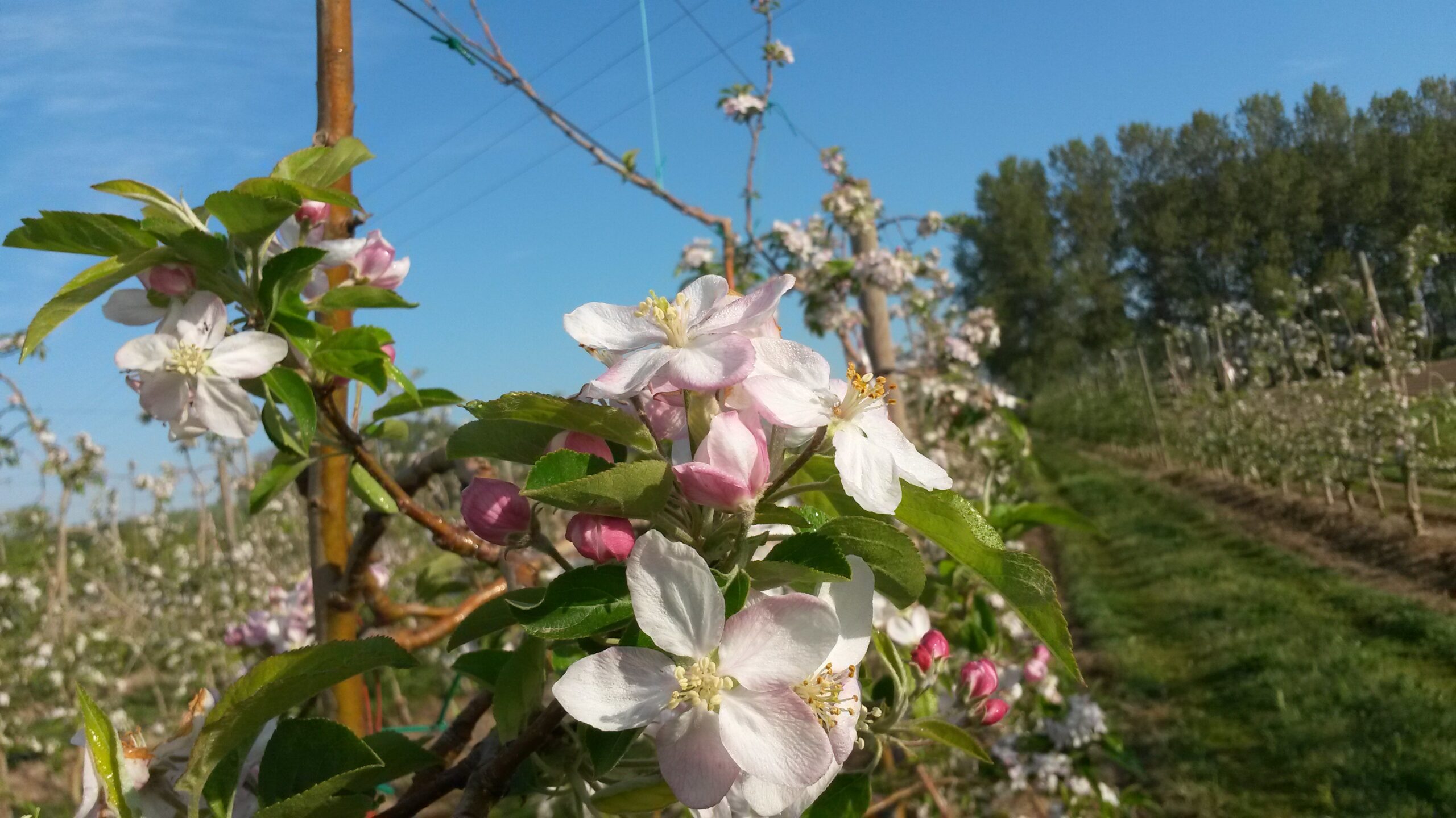 Esta floración, utiliza Blossom Protect para proteger los frutales de pepita del fuego bacteriano causado por Erwinia amylovora