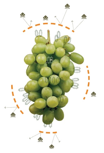 BOTECTOR: producto biotecnológico utilizado en uva de mesa contra Botrytis cinerea