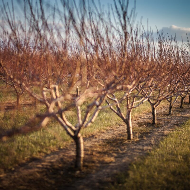 Llega el frío y con él los tratamientos invernales - Manica Cobre