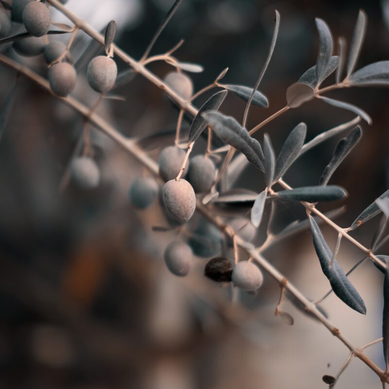 Nuevo registro OSSIRAME 70 Flow, la solución más concentrada en olivo - Manica Cobre