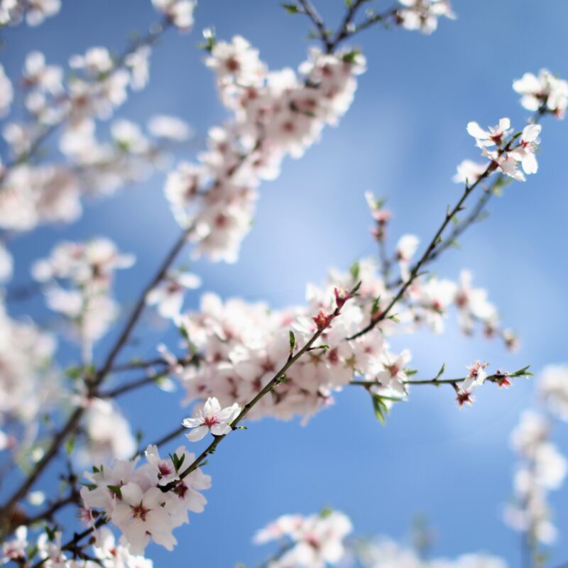 Presencia de Manica en la X edición de las jornadas del almendro organizadas por el IRTA - Manica Cobre