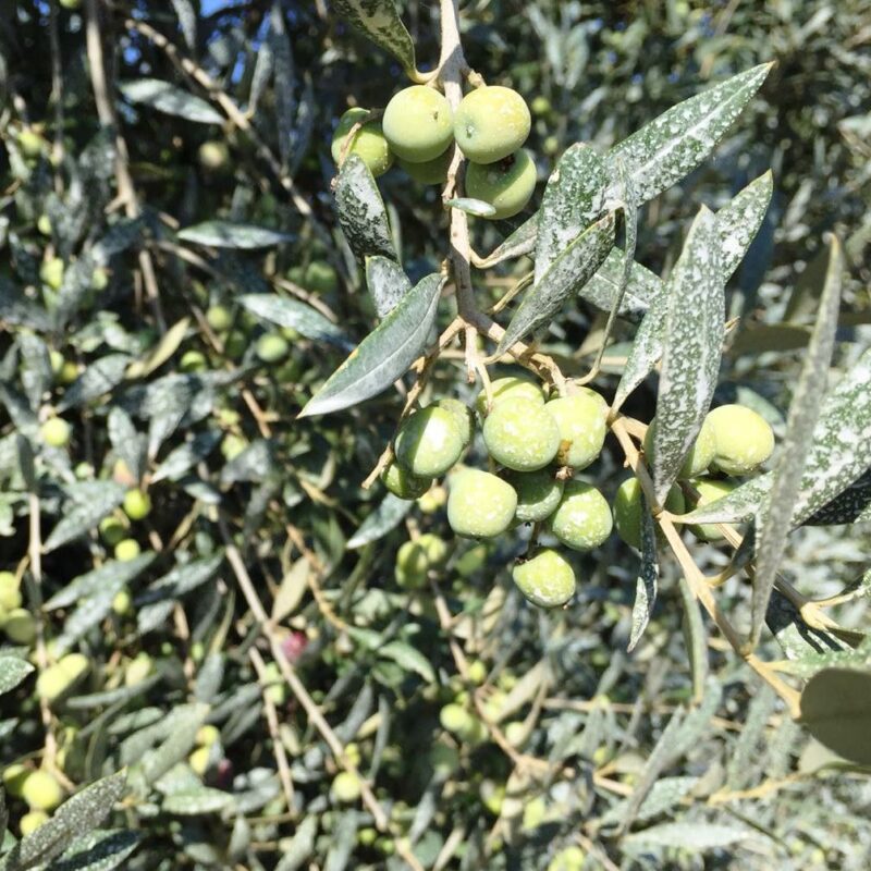 MANISOL, la solución frente a quemaduras solares en sus cultivos - Manica Cobre