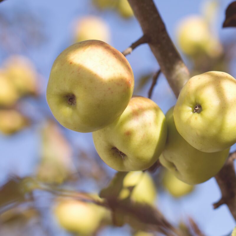 MANISOL ZERO, nuevo producto disponible en nuestro catálogo - Manica Cobre