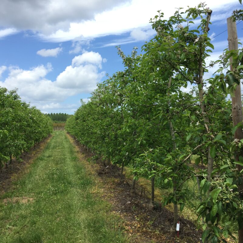 Primavera con Manica - Manica Cobre