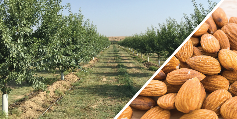 Manica colabora con la XI edición de las jornadas del almendro organizadas por el IRTA