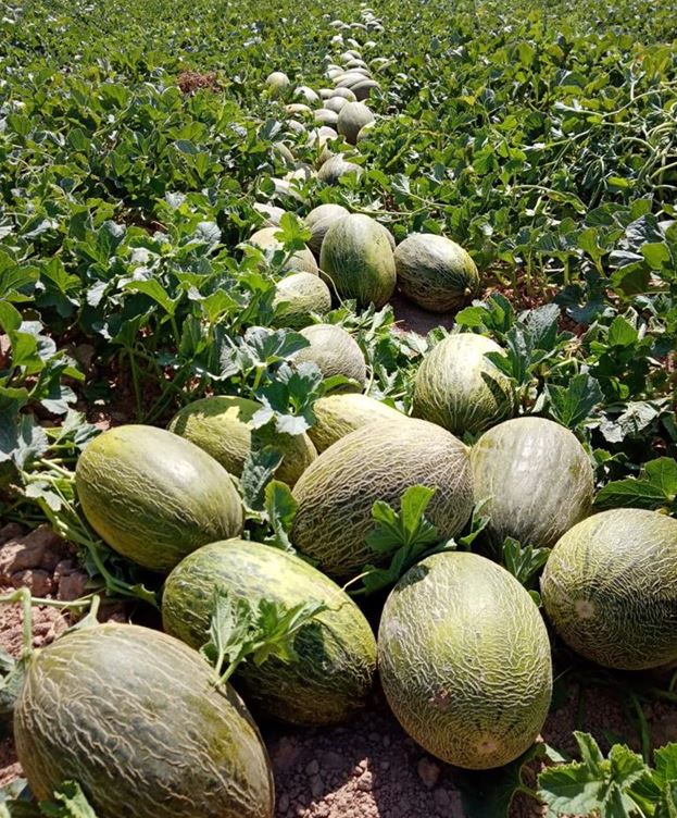 Limocide y Manisol Zero para un excelente control y protección del melón