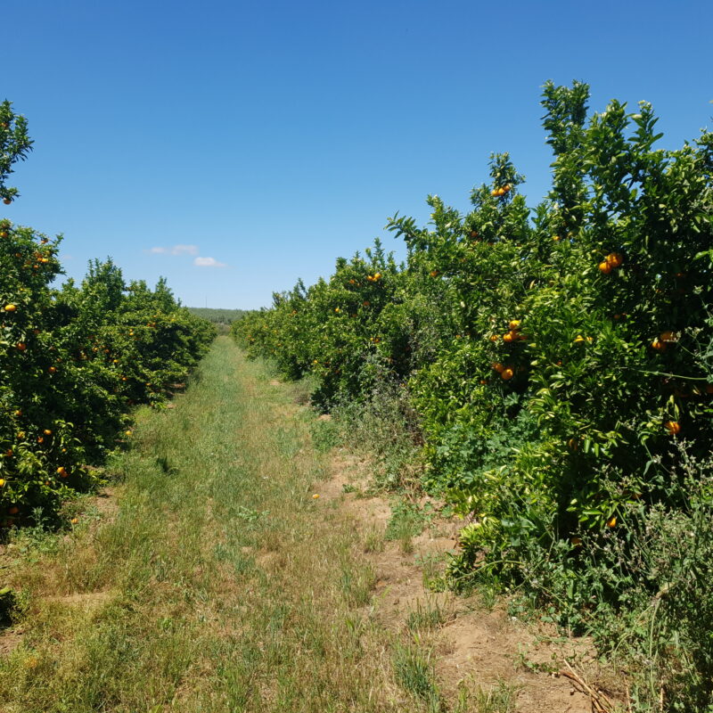 Limocide: control eficaz de la araña en cítricos - Manica Cobre