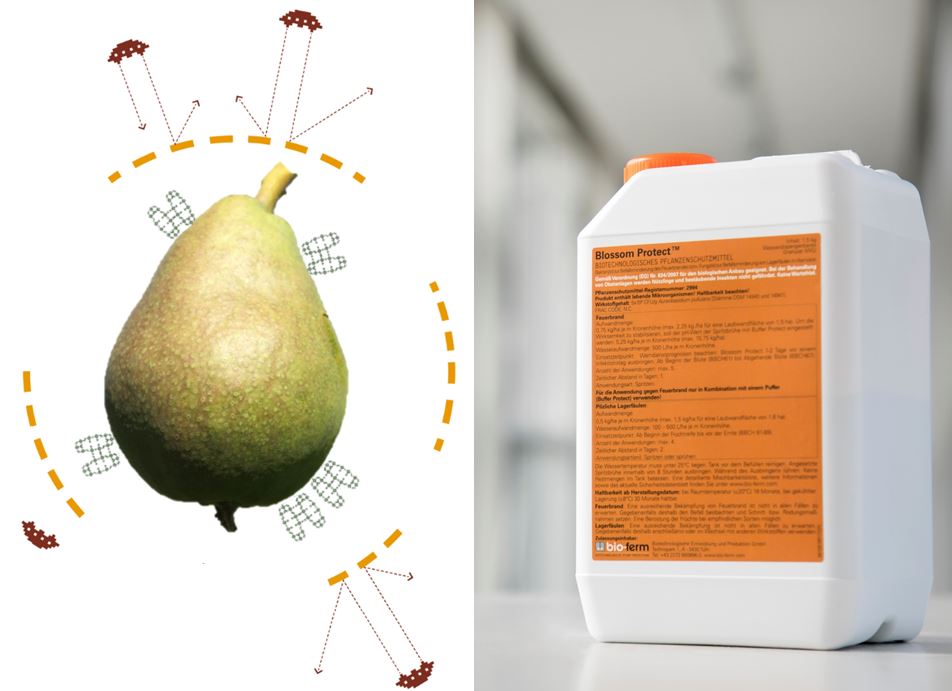 Blossom Protect consigue registro definitivo para fuego bacteriano en pera
