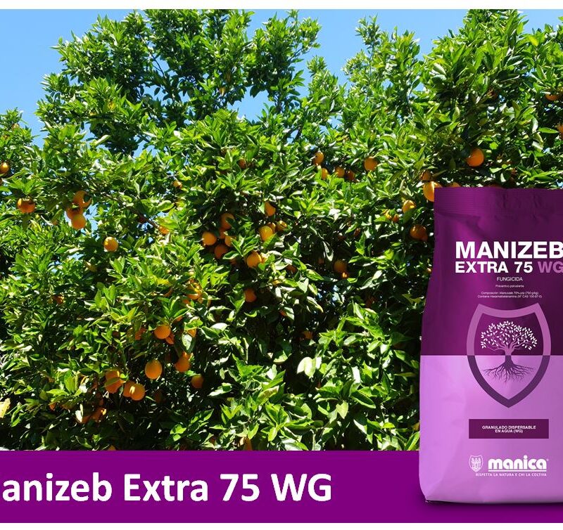 Manizeb Extra: uso autorizado para aguado en cítricos - Manica Cobre