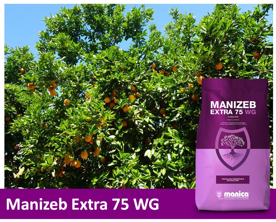 Manizeb Extra: uso autorizado para aguado en cítricos