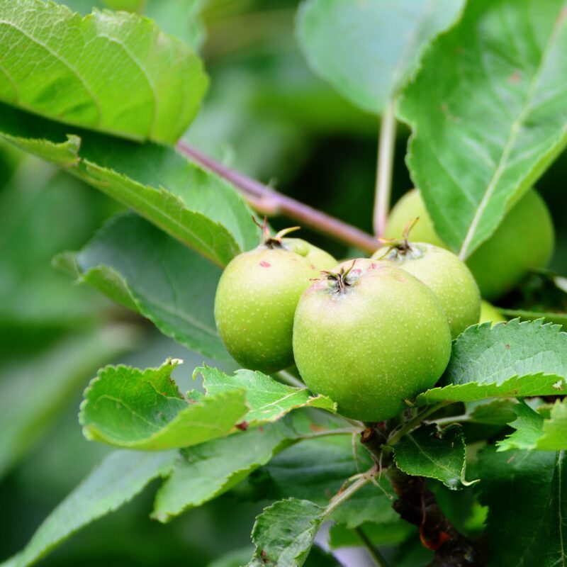 Manica en el momento más delicado de los frutales - Manica Cobre