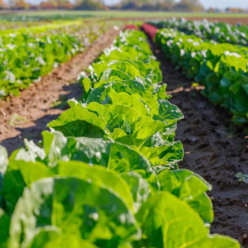 Asset Five, eficaz contra pulgón, mosca blanca y polilla de la vid - Manica Cobre