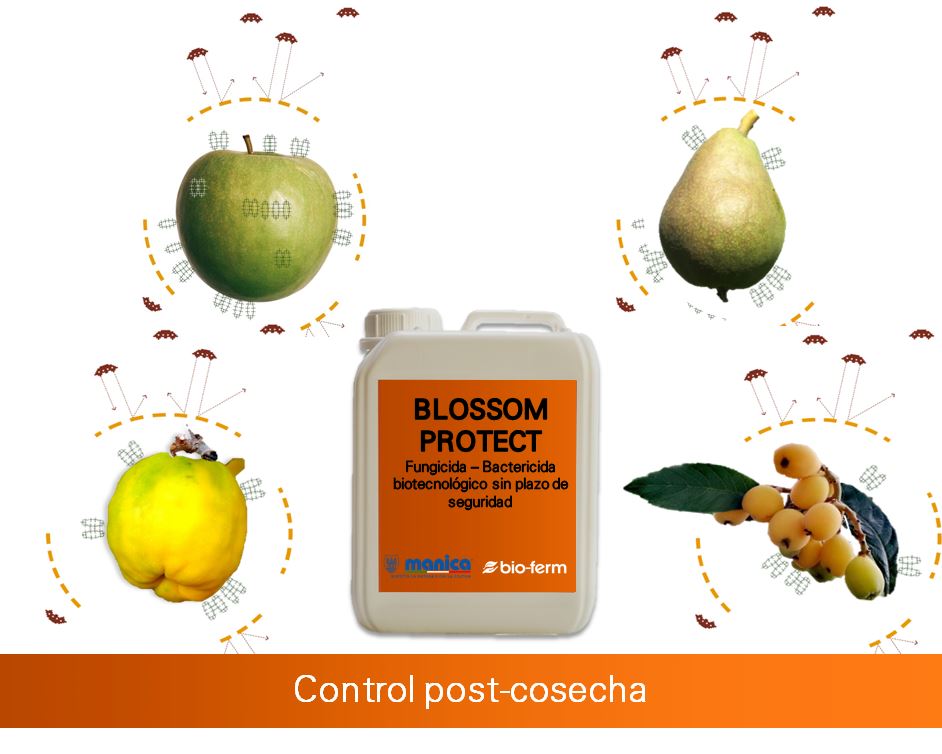 Blossom Protect, la protección más eficiente contra las enfermedades post-cosecha