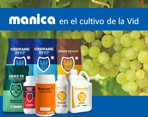 Manica en el cultivo de la vid