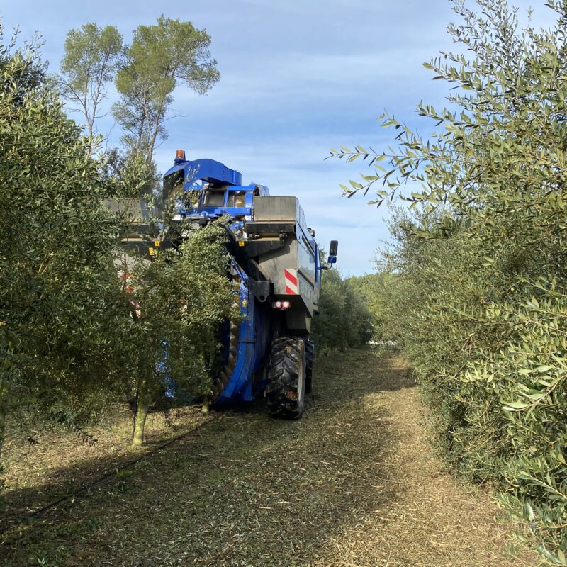 Sanea tus olivos con Maniflow después de recolectar - Manica Cobre
