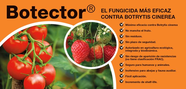 BOTECTOR, el fungicida más eficaz contra botrytis cinerea