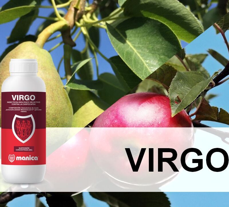 Ampliamos la gama de insecticidas con VIRGO - Manica Cobre
