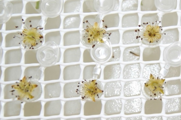 Un nuevo ensayo demuestra la eficacia de Blossom Protect frente al fuego bacteriano