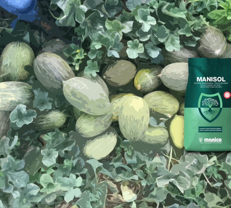 La polivalencia de Manisol - Manica Cobre