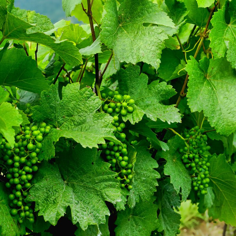 Manamid contra el Mildiu - Manica Cobre