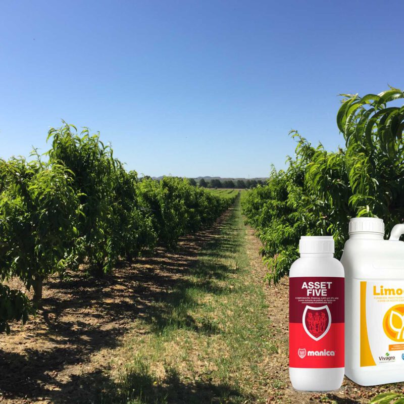 LIMOCIDE Y ASSET FIVE - Manica Cobre