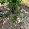 Proyecto ENDOCU - Manica Cobre