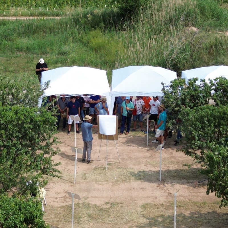 Manica participa en la XVI Jornada del Almendro de IRTA - Manica Cobre