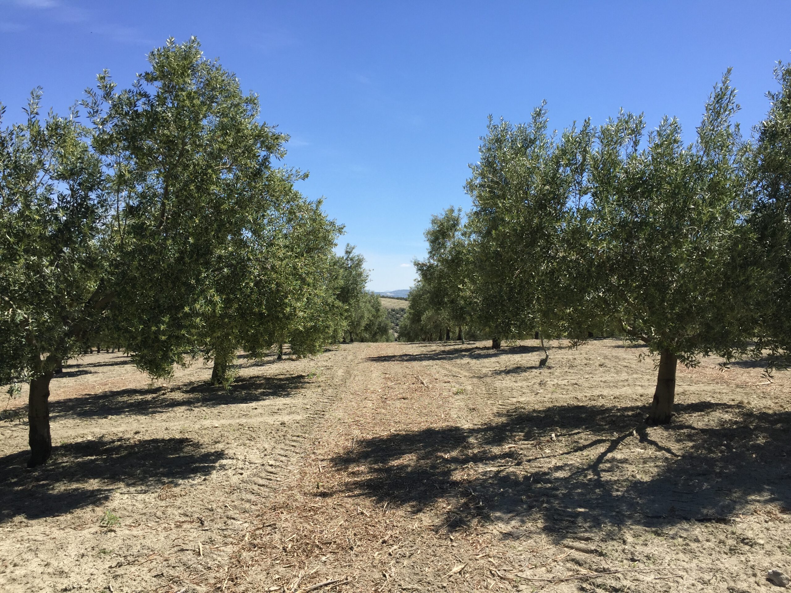 Manica presenta Quipus