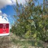 Asset five para tus Almendros - Manica Cobre