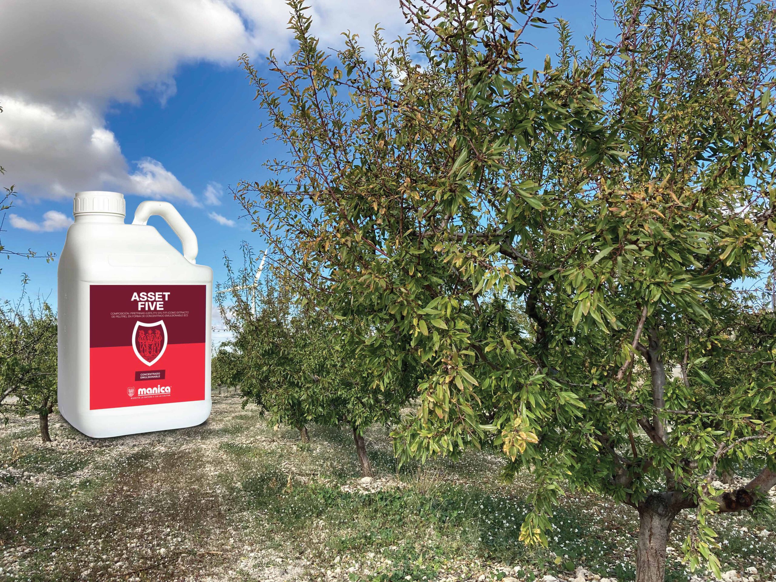 Asset five para tus Almendros